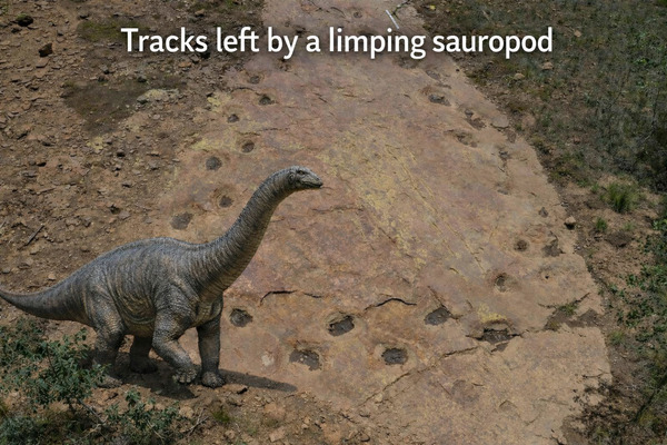 Limping Sauropod Dinosaur Trackway In Colorado